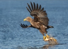 Seeadler