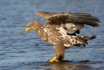 Seeadler