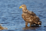 Seeadler