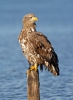 Seeadler