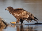 Seeadler