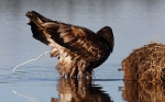 Seeadler