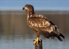 Seeadler