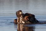 Seeadler