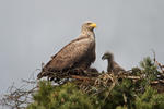 Seeadler