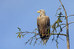 Seeadler