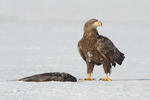 Seeadler