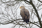 Seeadler