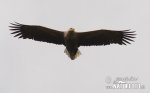 Seeadler