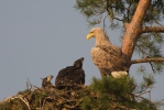 Seeadler