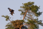 Seeadler