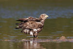 Seeadler