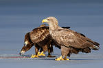 Seeadler