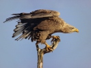 Seeadler