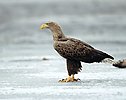 Seeadler