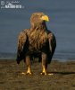 Seeadler