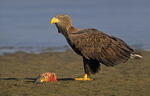 Seeadler