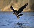 Seeadler