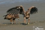 Seeadler