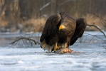 Seeadler