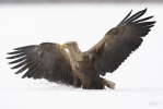 Seeadler