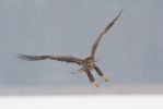 Seeadler