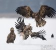Seeadler