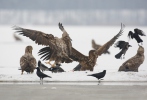 Seeadler