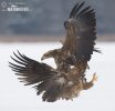 Seeadler