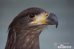 Seeadler