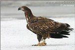 Seeadler