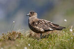 Skua