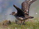 Skua