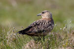 Skua