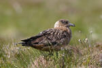 Skua