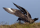 Skua