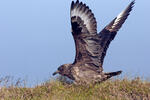 Skua