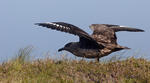 Skua