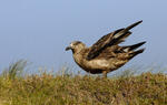 Skua