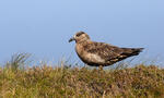 Skua