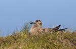 Skua