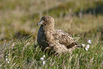 Skua