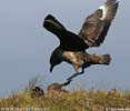 Skua