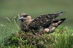 Skua