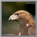 Steinadler