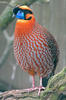 Temminck Tragopan