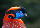 Temminck Tragopan