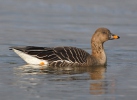 Tundra Bean Goose