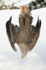 Vergiftet Seeadler