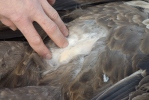 Vergiftet Seeadler